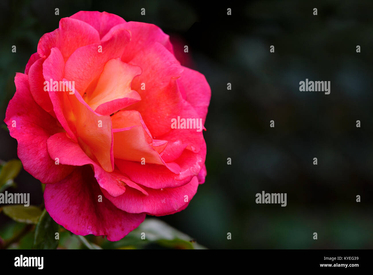 Beautifully blooming pink rose against a blurred background of the garden in close-up (with copy space) Stock Photo