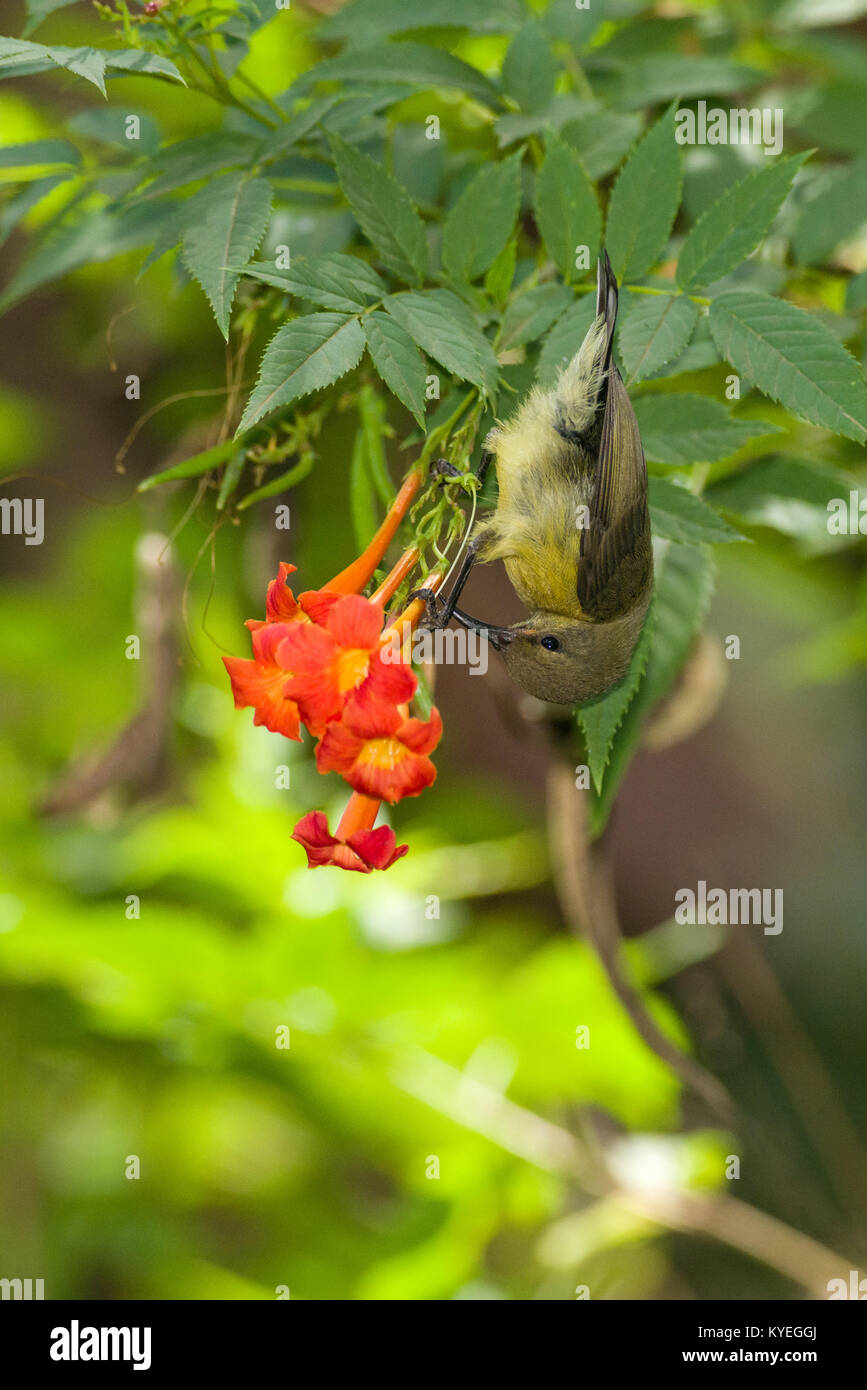 Female Variable sunbird (Cinnyris venustus falkensteini) feeding on