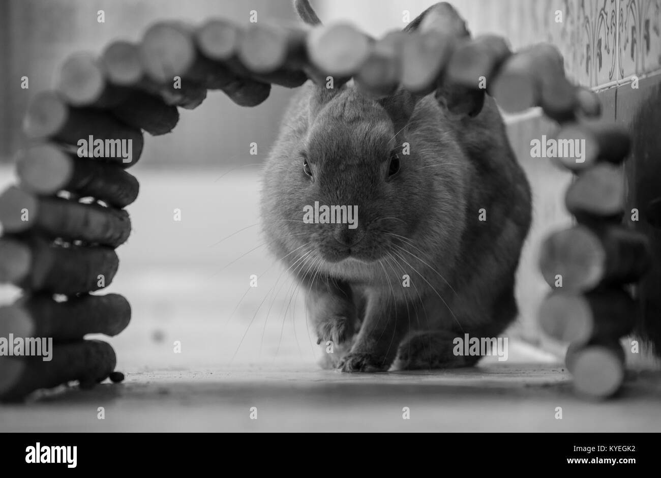 my pet bunny shot through her wooden tunnel black and white Stock Photo