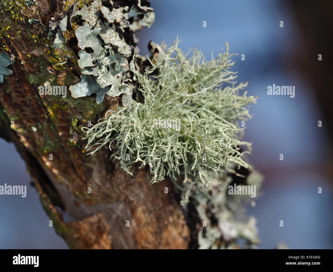 Macro shot of fruticose and foliose lichens growing on a tree branch Stock Photo