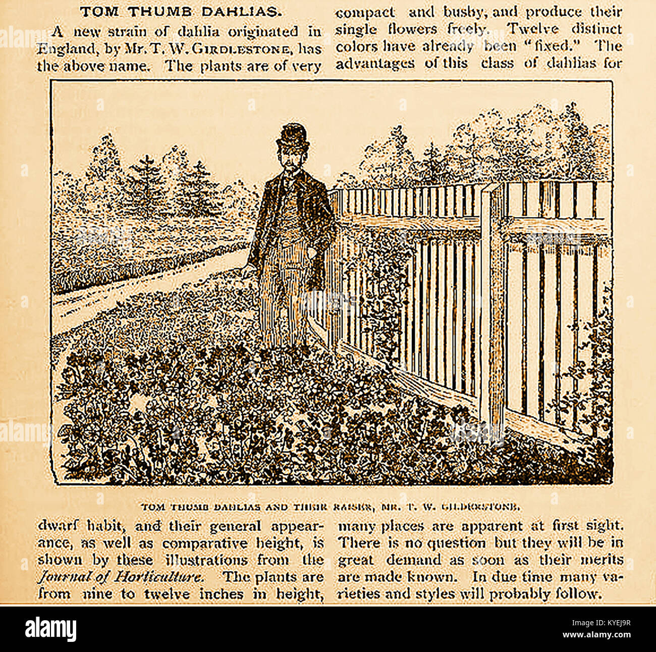A portrait of British horticulturalist  T W Gilderstone (also printed as Girdlestone) and the Tom Thumb dahlias he developed. A press cutting from Vicks Magazine.USA 1878.  His stocks were marketed by  Messrs. J. Cheal & Sons, of Crawley  England in 1880 and were temporarily  named 'Tom Pouce' (1891) and re-modified  as Coltness Gem 1918. Stock Photo