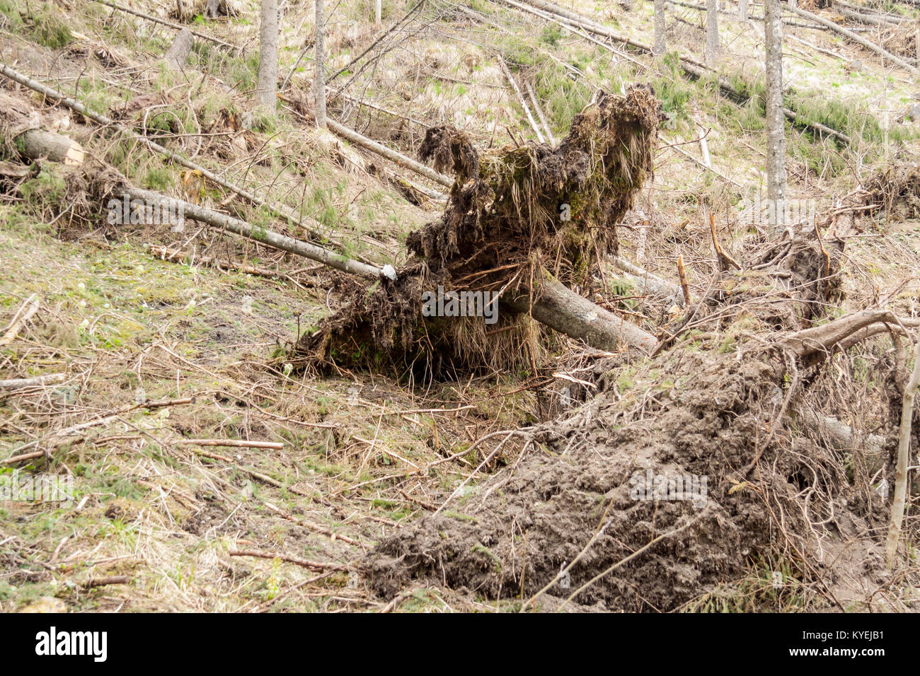 The broken trees after powerful hurricane - Poland Stock Photo - Alamy