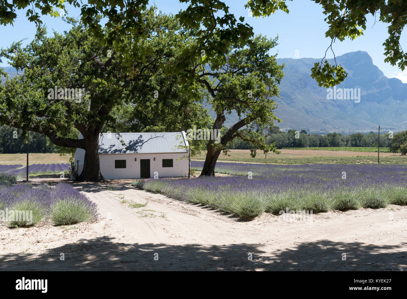Franschhoek, Western Cape South Africa, December 2017. Small cottage set in a lavender farm Stock Photo