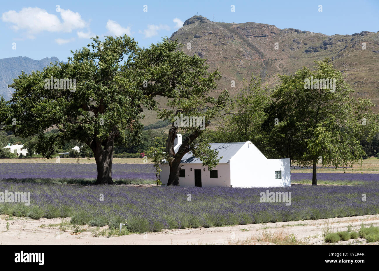 Franschhoek, Western Cape South Africa, December 2017. Small cottage set in a lavender farm Stock Photo