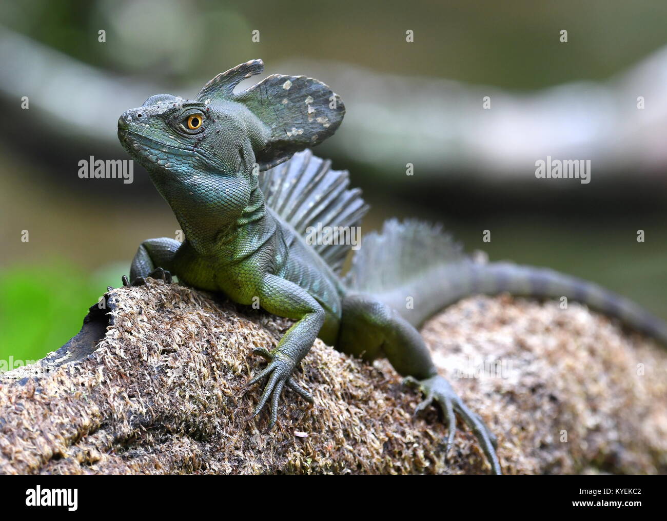 Emerald basilisk (Basiliscus plumifrons) in Costa Rica Stock Photo - Alamy