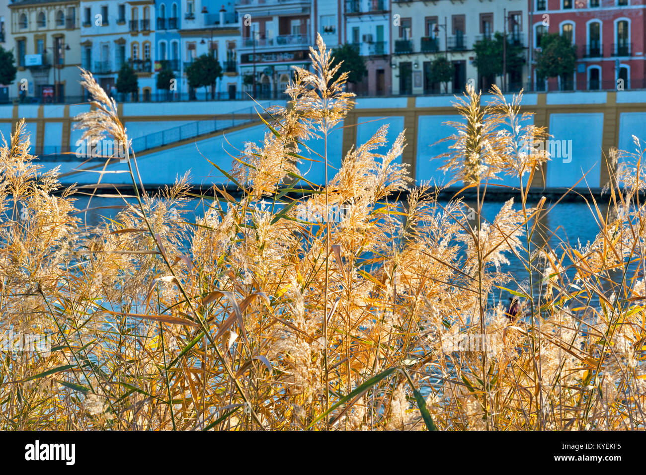 SEVILLE SPAIN GRASSES OR SEDGES GROWING ON THE BANKS OF THE RIVER GUADALQUIVIR NEAR THE PASSEO CRISTOBAL COLON Stock Photo