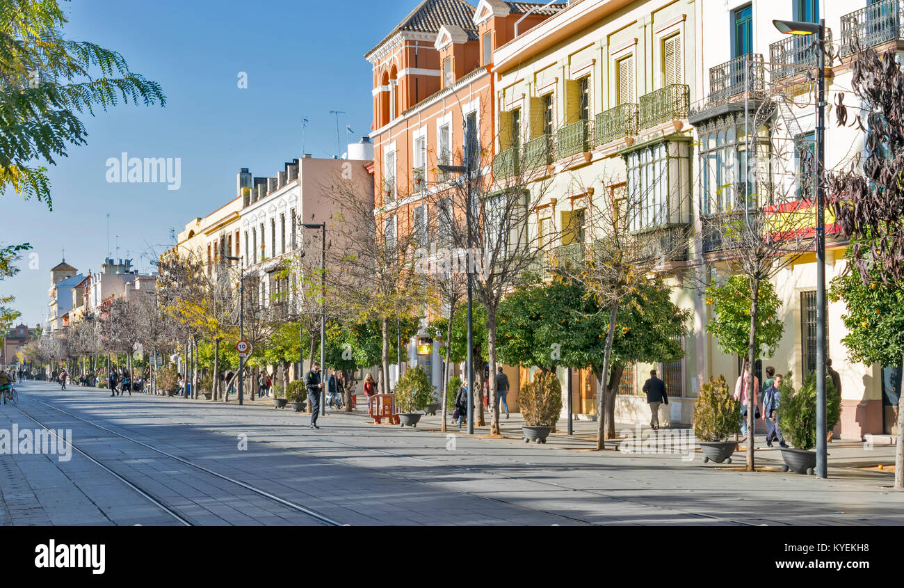 SEVILLE SPAIN TYPICAL STREET WITH SHOPS PEOPLE AND ORANGE TREES FULL OF FRUIT LINING THE ROAD Stock Photo