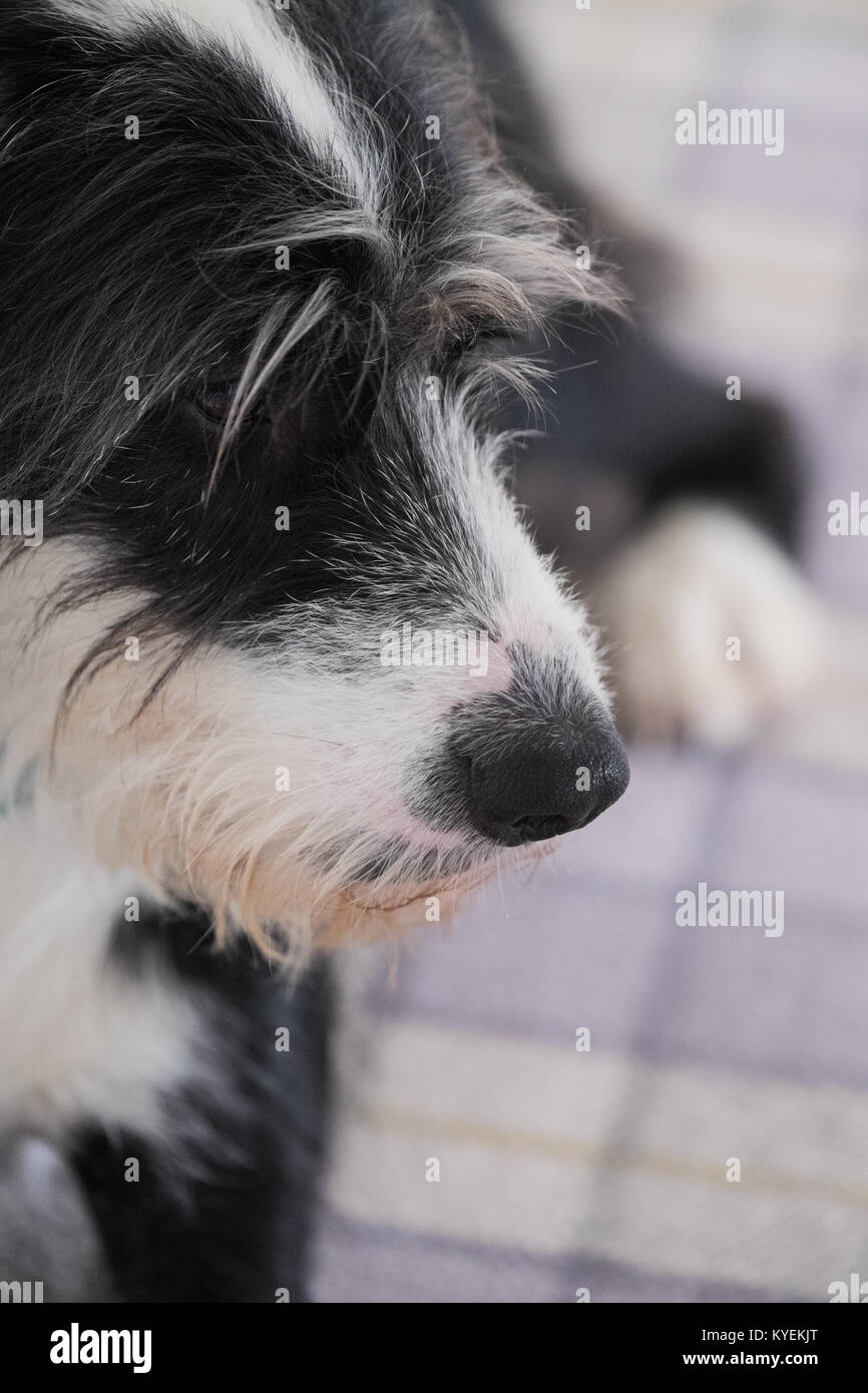 Black & white dog Stock Photo