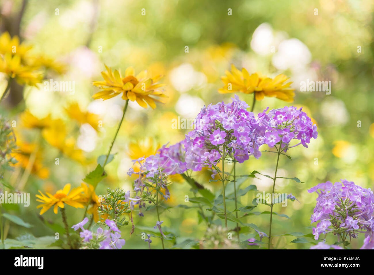 Close-up of purple phlox and yellow cone flowers blooming in a sunny summer garden Stock Photo