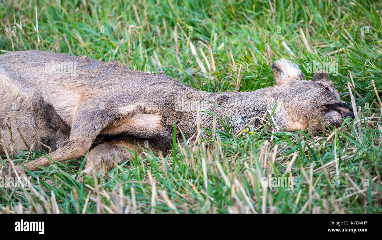 Dead roe deer, Capreolus capreolus, lying in grassy field, with eye pecked out by birds, East Lothian, Scotland, UK Stock Photo