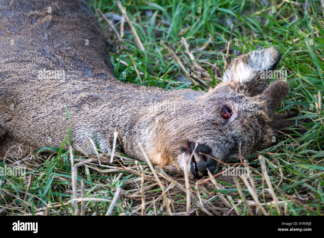 Close up of dead roe deer, Capreolus capreolus, lying in grassy field, with eye pecked out by birds, East Lothian, Scotland, UK Stock Photo