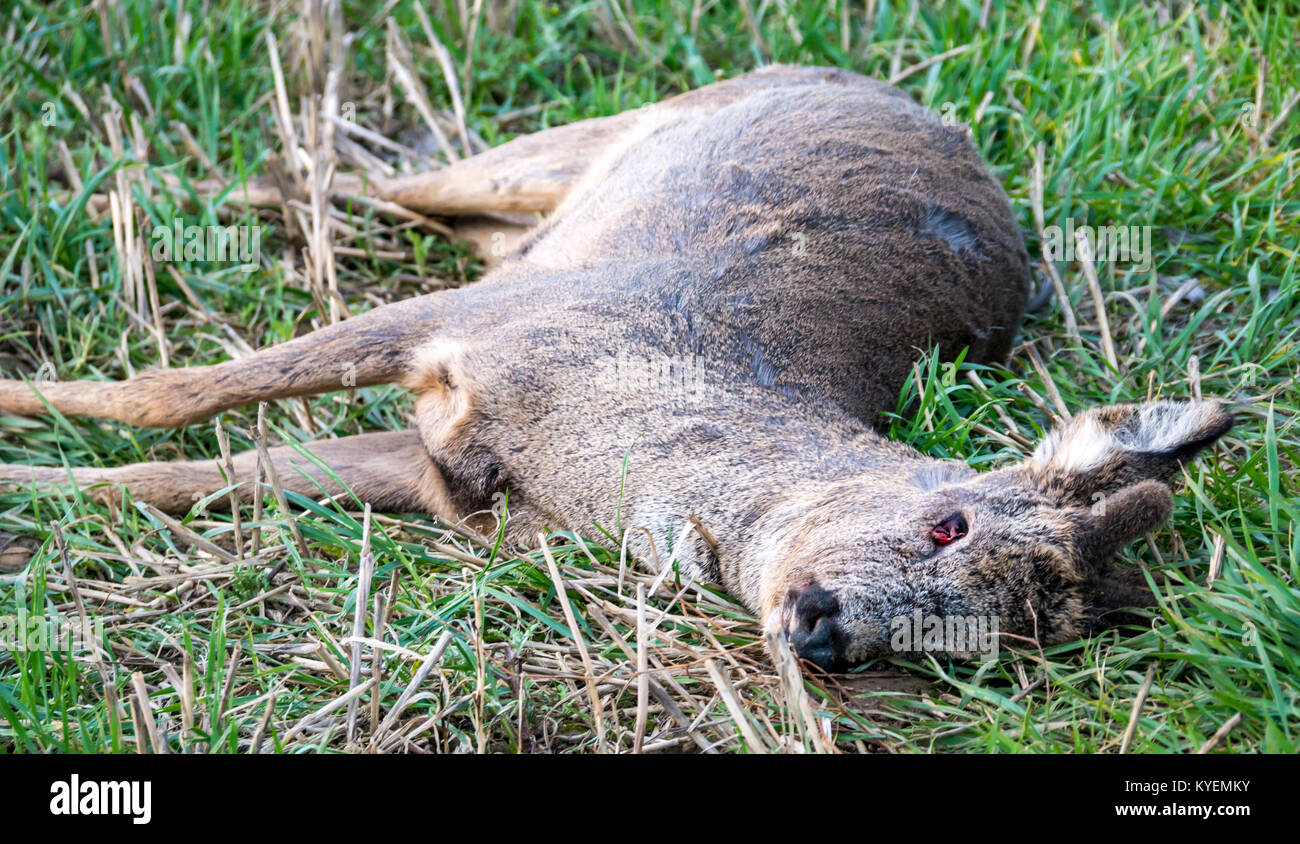 Close up of dead roe deer, Capreolus capreolus, lying in grassy field, with eye pecked out by birds, East Lothian, Scotland, UK Stock Photo