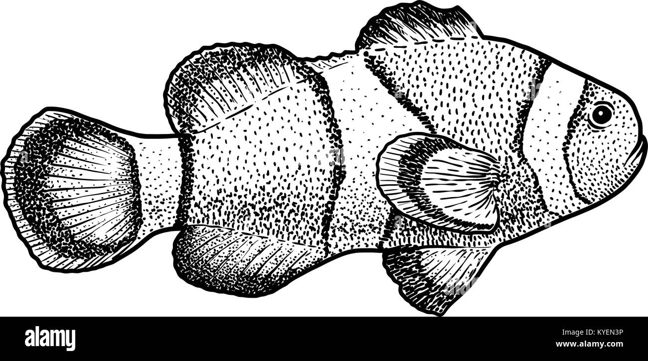 Clown fish illustration, drawing, engraving, ink, line art, vector Stock Vector