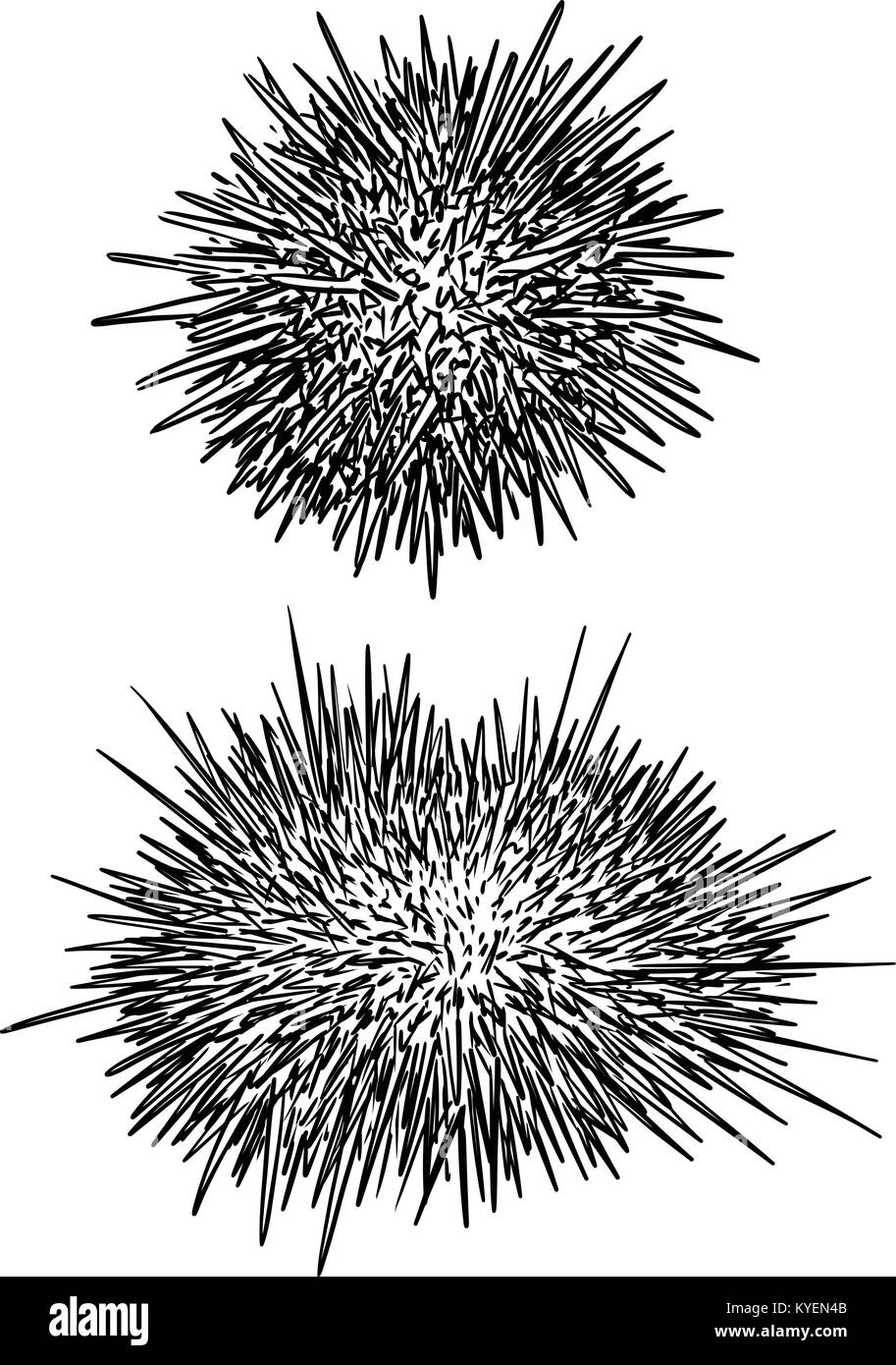 Sea urchin illustration, drawing, engraving, ink, line art, vector Stock Vector