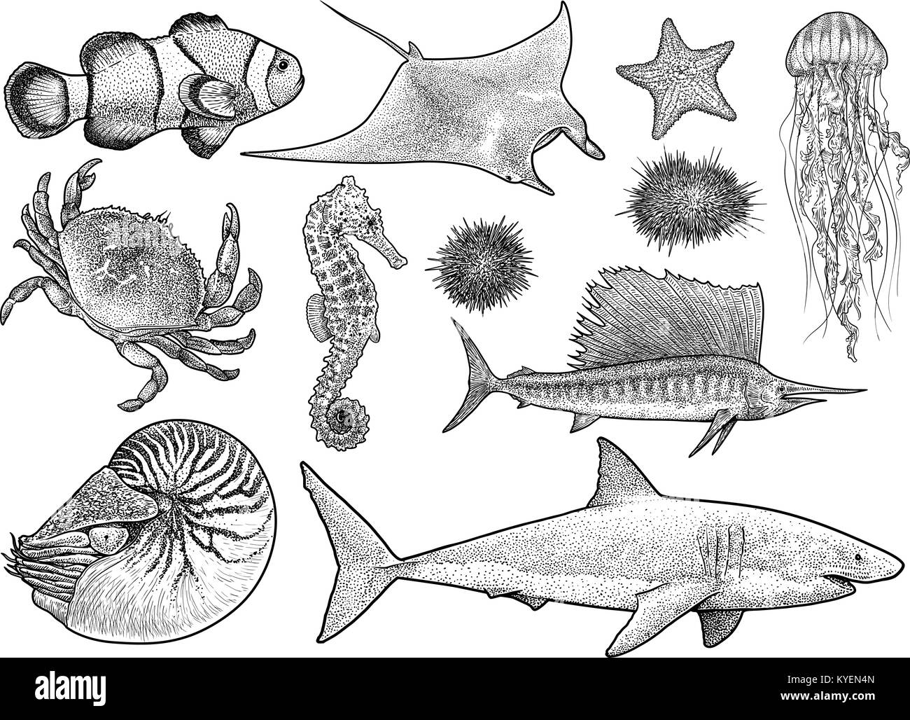 Marine animals collection illustration, drawing, engraving, ink, line art, vector Stock Vector