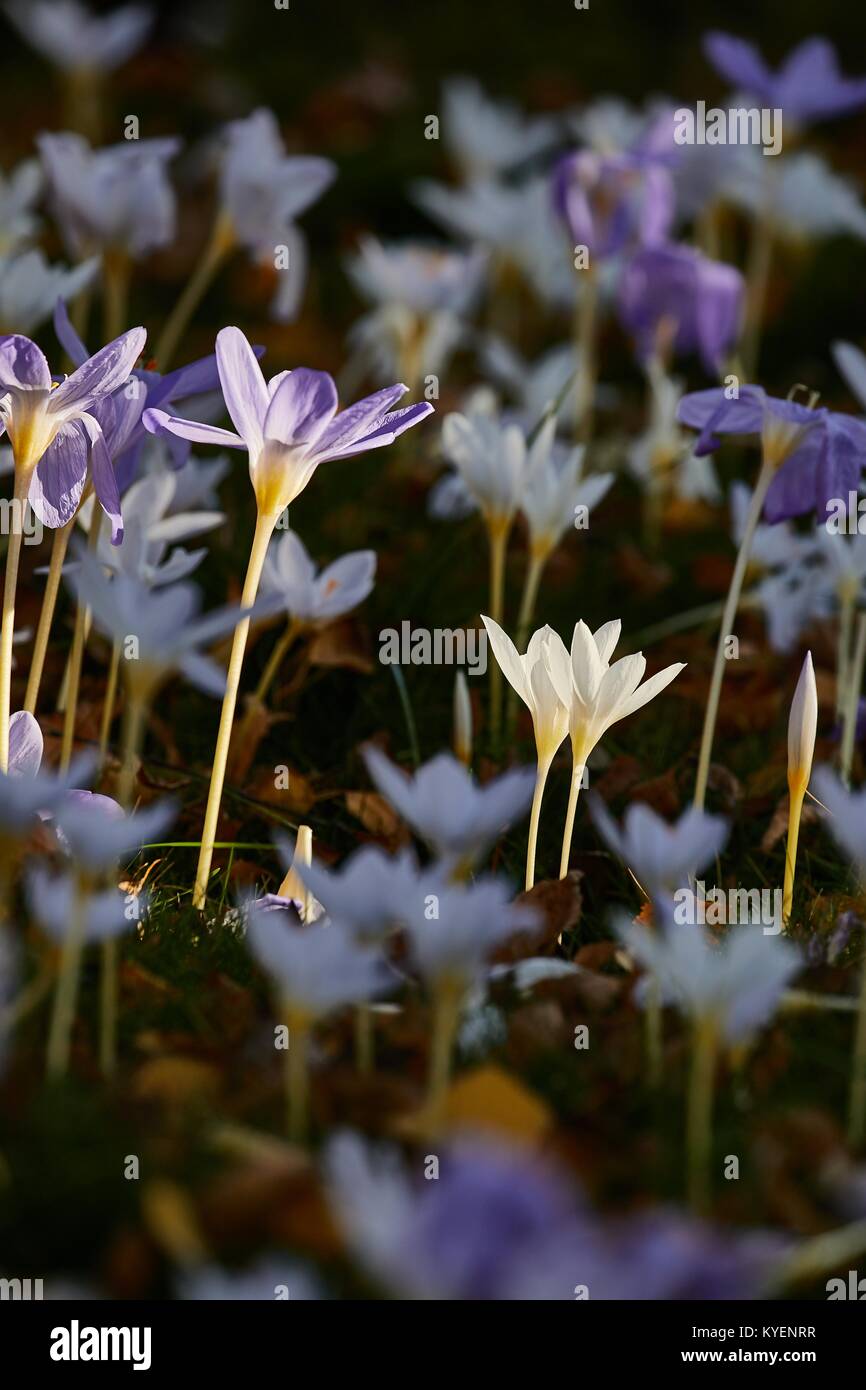 Flowers in breeze Stock Photo