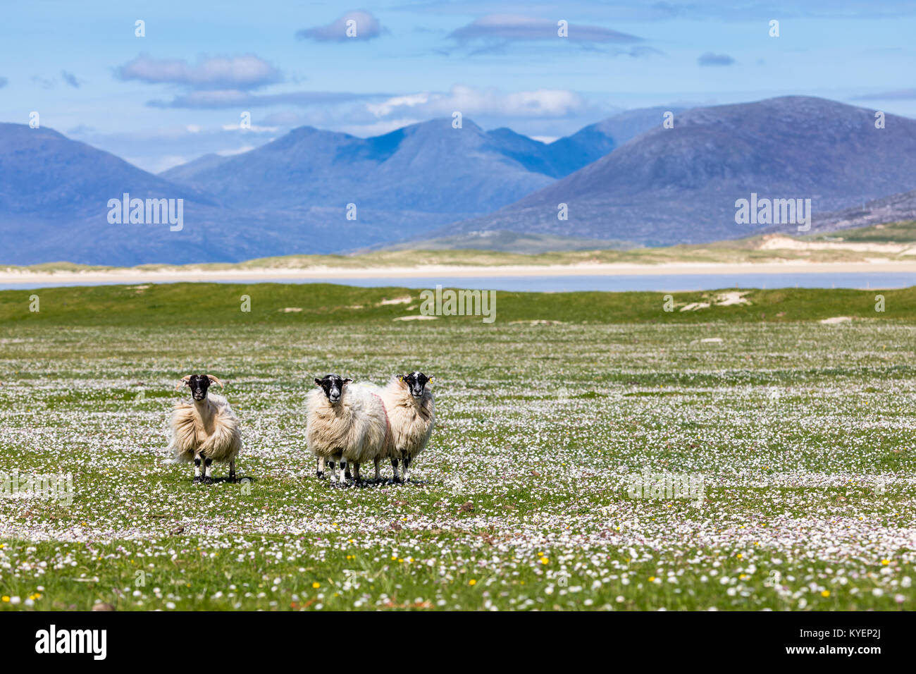 Sheep on the machair (wild flowers) with the mountains of Harris in the background Stock Photo