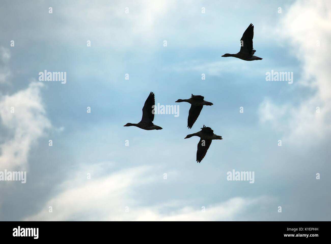 Geese Flying Up Stock Photo - Alamy
