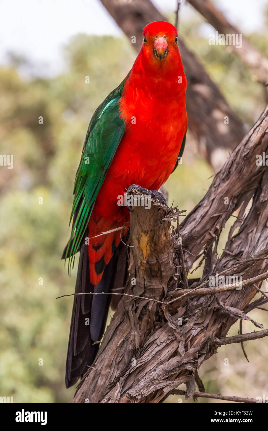 An Australian king parrot at Kennett River along the Great Ocean Road Stock Photo
