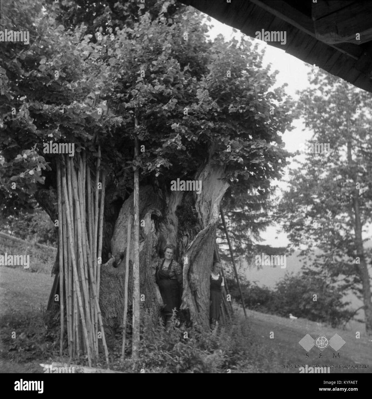 Very old tree trunk Black and White Stock Photos & Images - Alamy