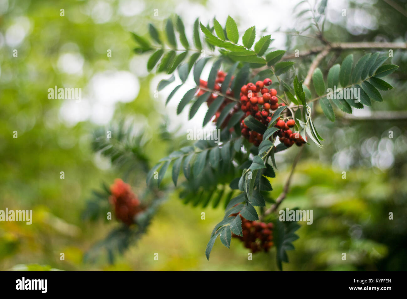 Woman berries nature hi-res stock photography and images - Alamy
