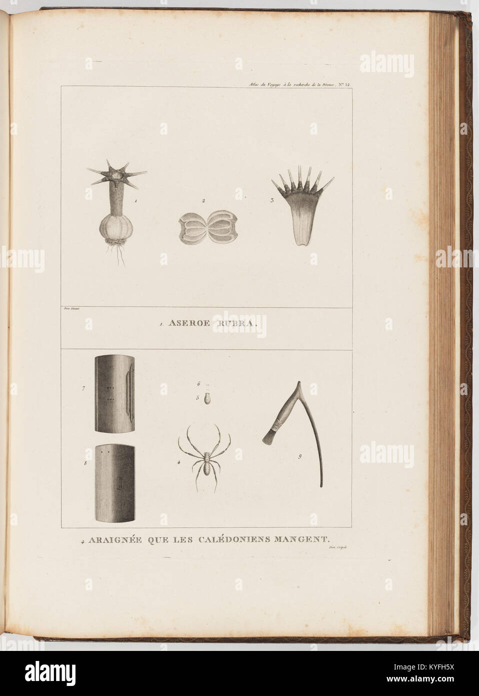 Le Rouses Map Map and illustration documenting La Pérouse’s 18th-century global ...