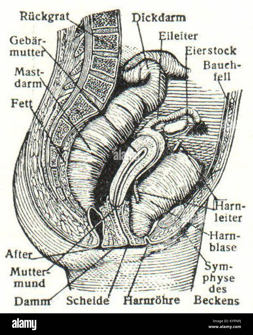 Medical Illustration Showing Anatomy Hi res Stock Photography And Medical Illustration Showing Anatomy Hi res Stock Photography And