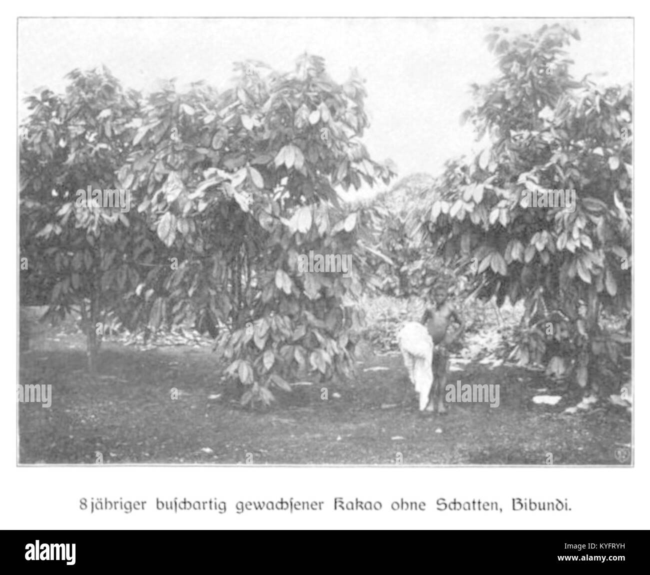 WOHLTMANN(1904) p017 - 8-jähriger buschartig gewachsener Kakao ohne Schatten, Bibundi Stock Photo