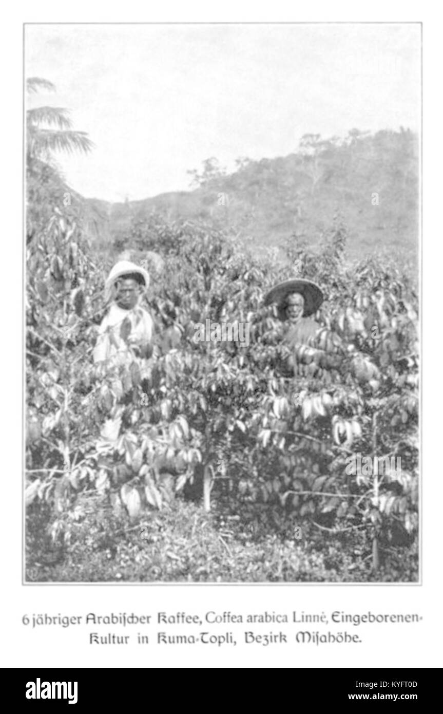 WOHLTMANN(1904) p060 - 6-jähriger arabischer Kaffeestrauch, in Kuma-Topli, Bezirk Misahöhe Stock Photo