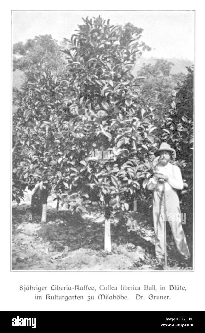 WOHLTMANN(1904) p061 - 8-jähriger Liberiakaffee, im Kulturgarten zu Misahöhe Stock Photo