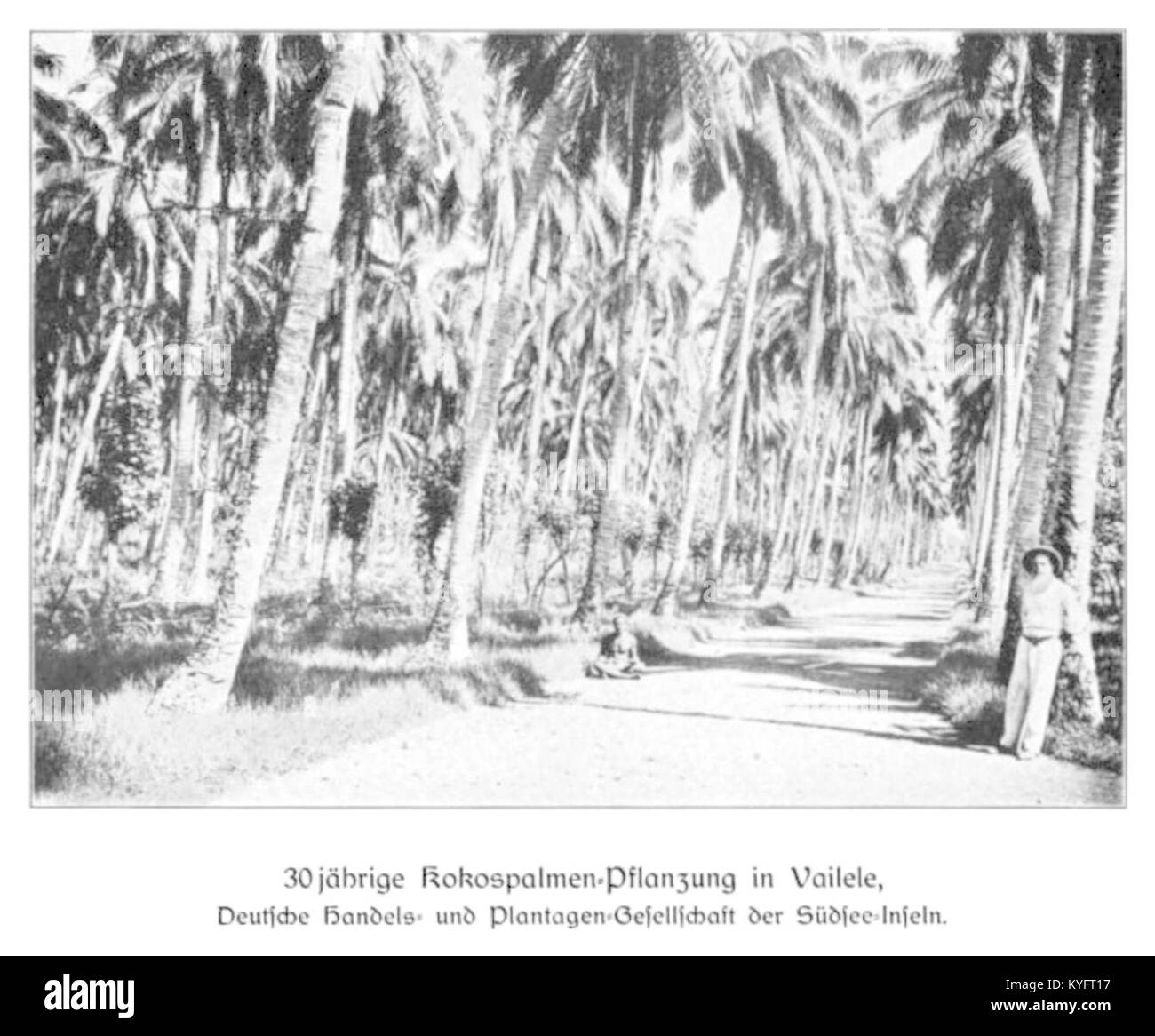 WOHLTMANN(1904) p102 - 30-jährige Kokospalmen-Pflanzung in Vailele, Deutsche Handels- und Plantagengesellschaft der Südsee-Inseln Stock Photo