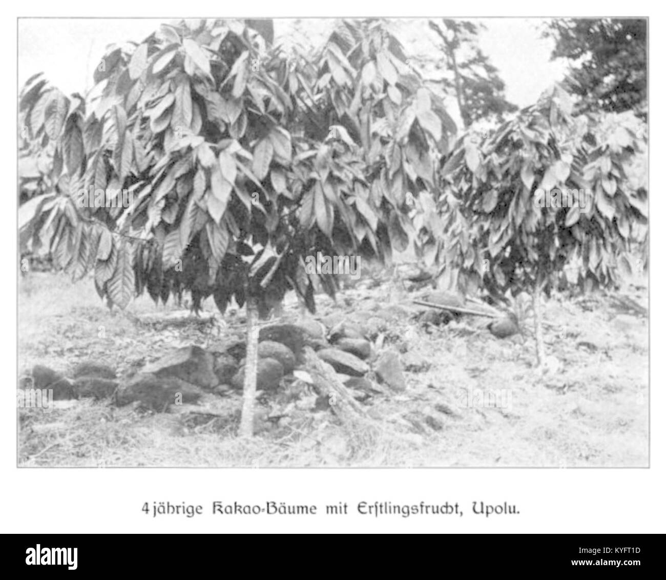 WOHLTMANN(1904) p110 - 4-jährige Kakao-Bäume mit Erstlingsfrucht, Upolu Stock Photo
