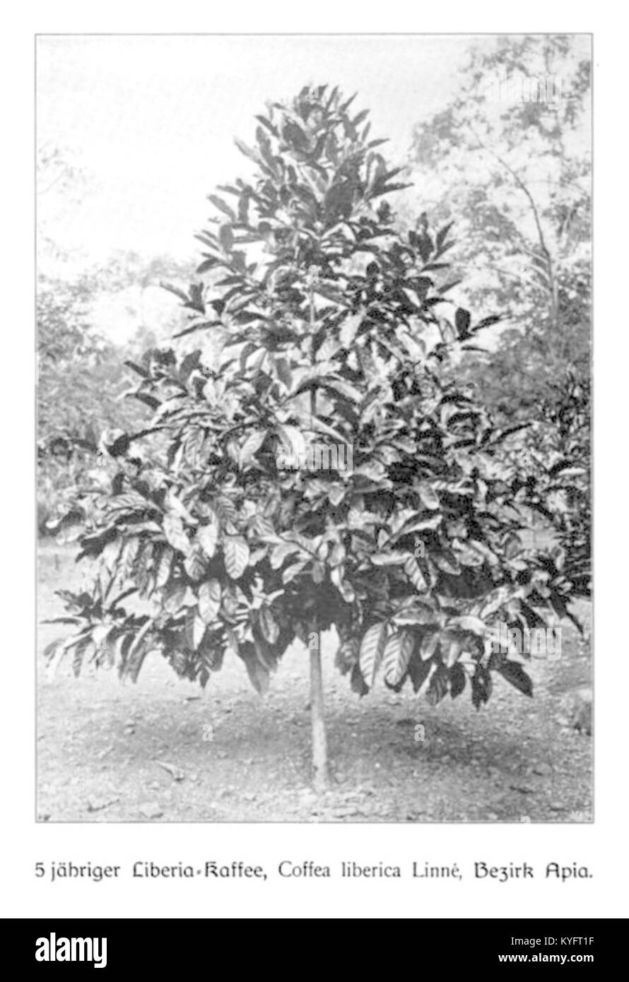 WOHLTMANN(1904) p112 - 5-jähriger Liberia-Kaffee-Busch Stock Photo