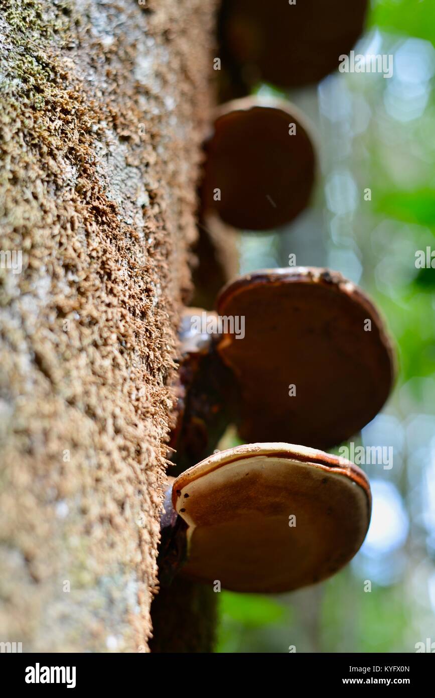 Australian Fungus High Resolution Stock Photography and Images - Alamy