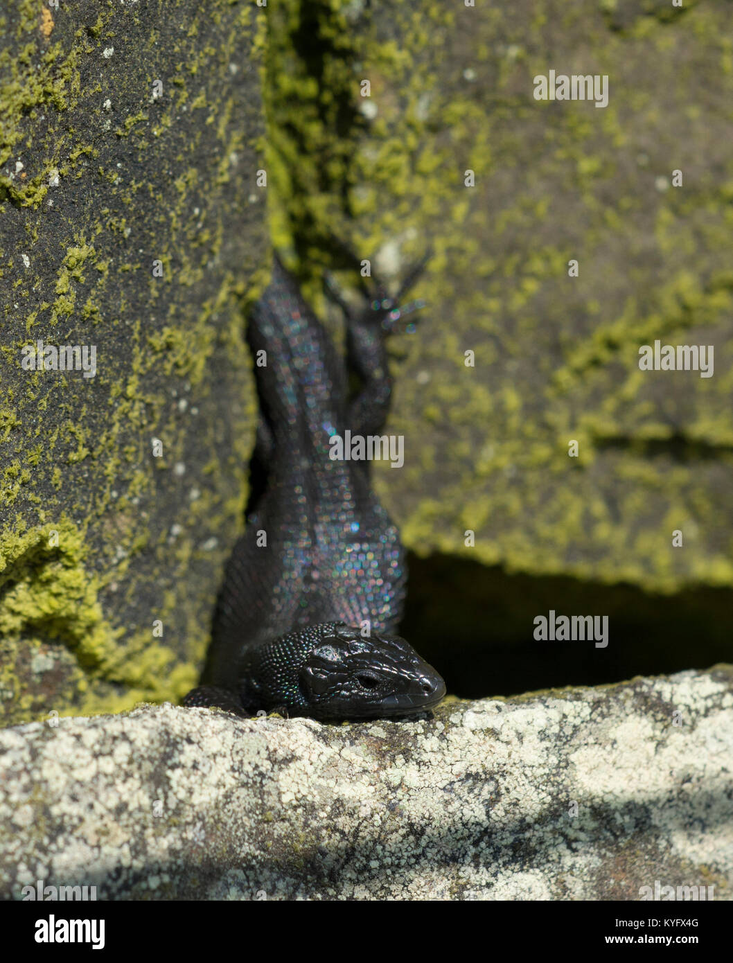 Melanistic/Black Male Common Lizard/Viviparous Lizard Zootoca vivipara Northern England Pennines Stock Photo