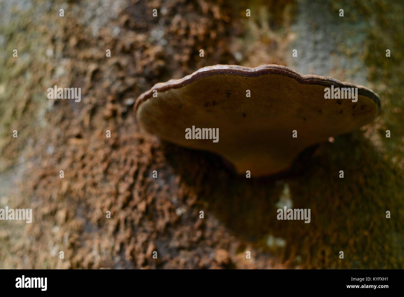 Australian Fungus High Resolution Stock Photography and Images - Alamy