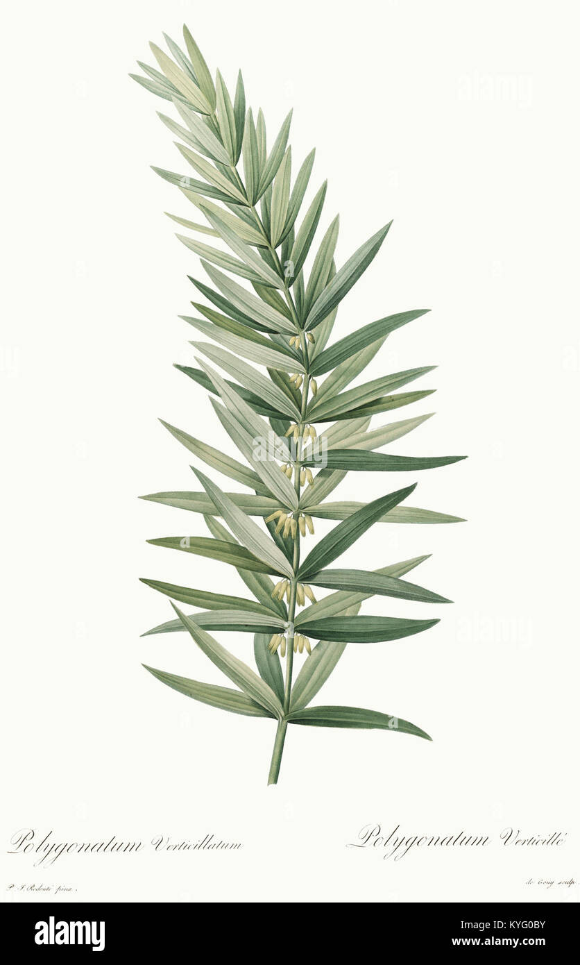 Polygonatum verticillatum - Les Liliacées - vol. 5 Stock Photo