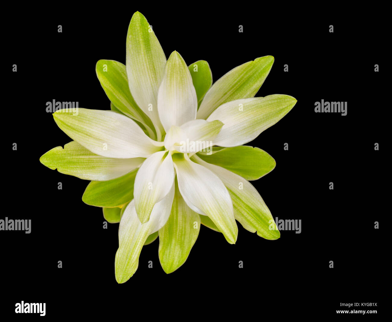 Closeup white turmeric flower isolated on black background with clipping path Stock Photo