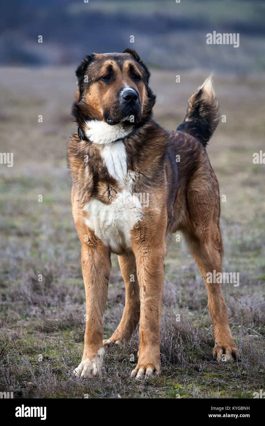 Alabai dog hi-res stock photography and images - Alamy