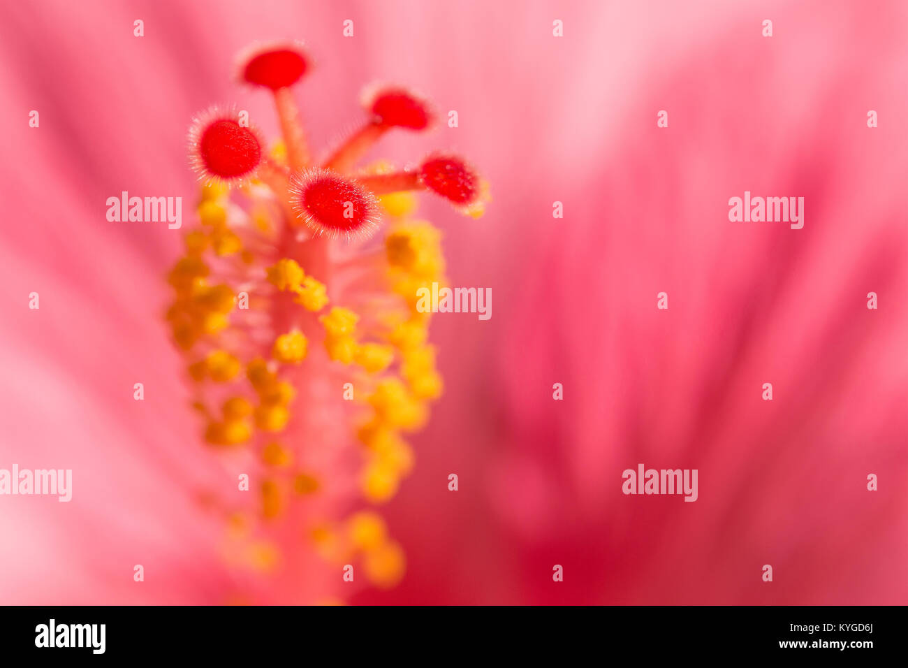 Floral blurred background with pink exotic tropical Hibiskus flower. Macro stock photo with selective focus point and shallow depth of field. Stock Photo
