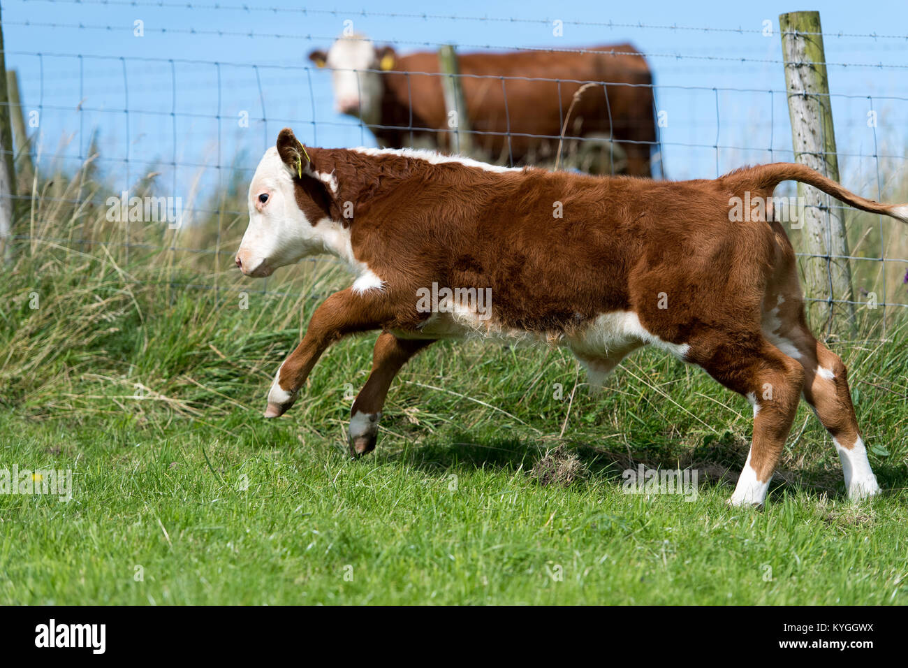 Skipping calf hires stock photography and images Alamy