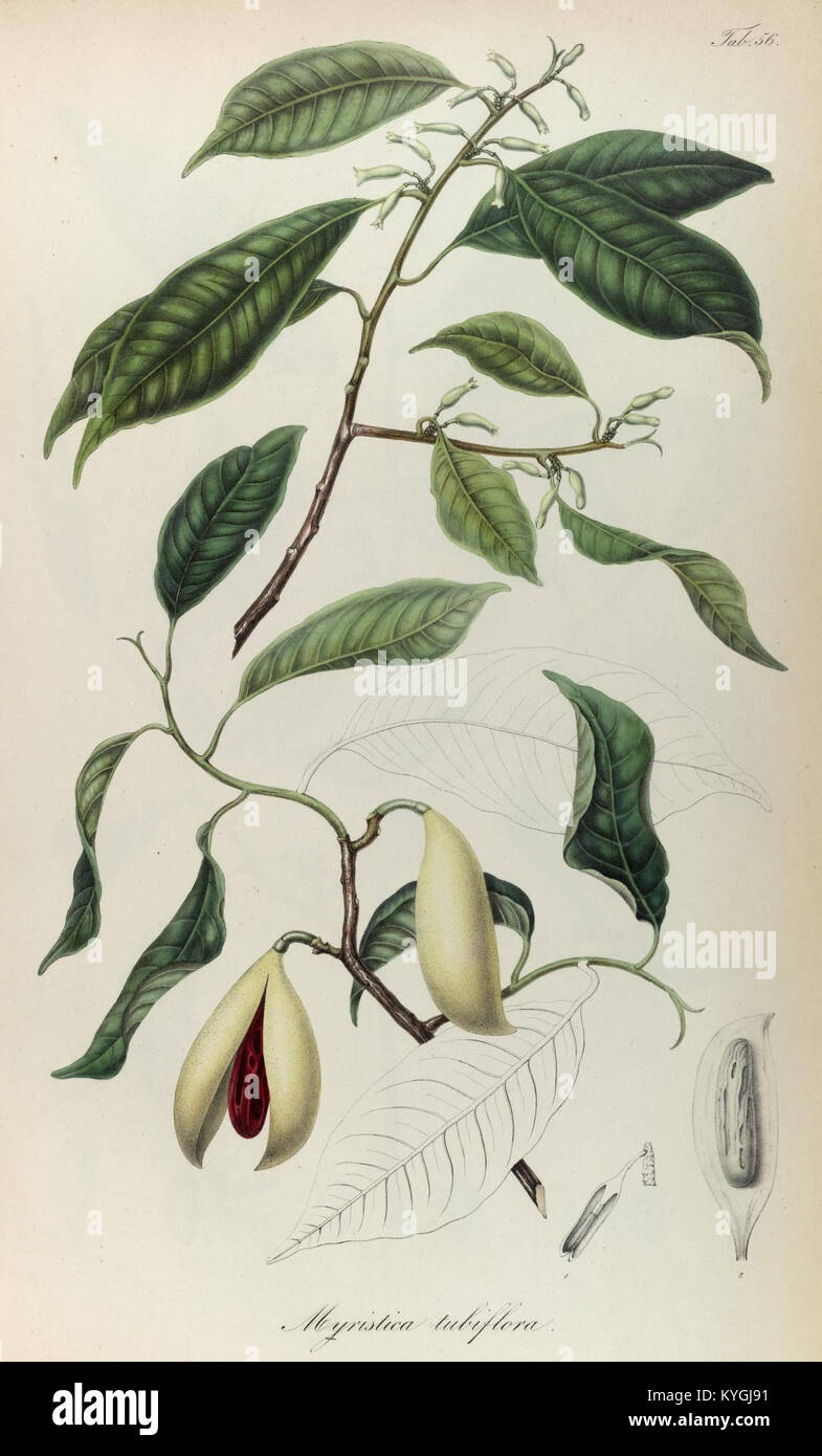 Southeast asian flora taxonomy record hi-res stock photography and ...