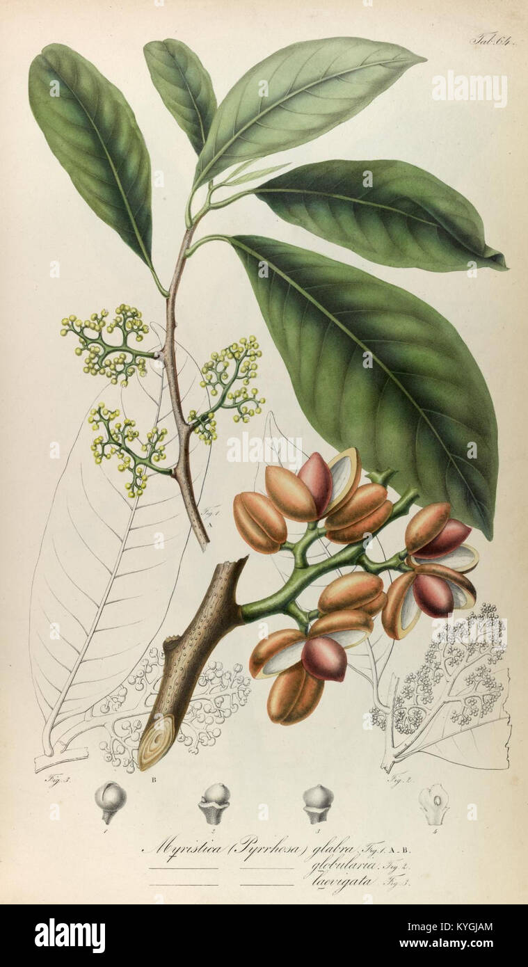 Southeast asian flora taxonomy record hi-res stock photography and ...