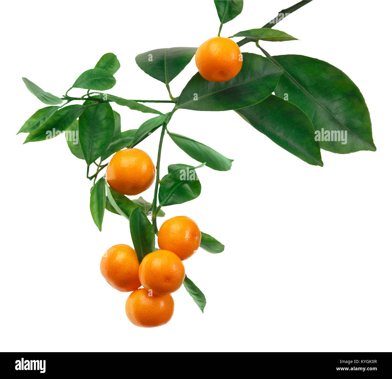 tangerines on branch isolated on white Stock Photo Alamy