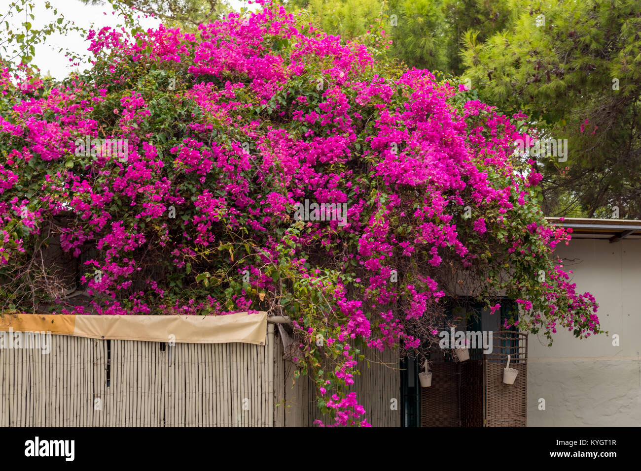 Beautiful summer flowers. Zakynthos island. Greece Stock Photo Alamy