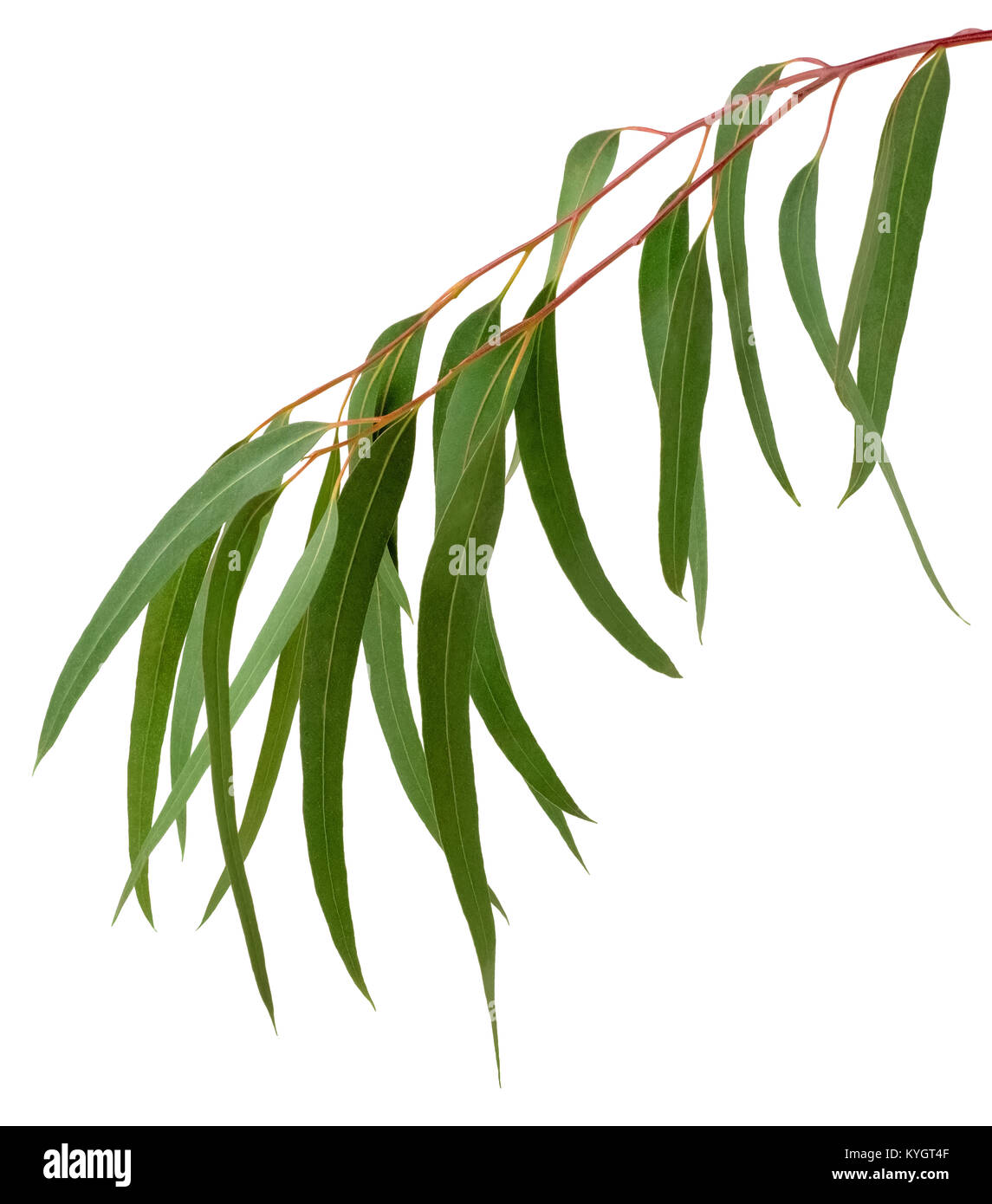 fresh eucalyptus leaves isolated on white Stock Photo