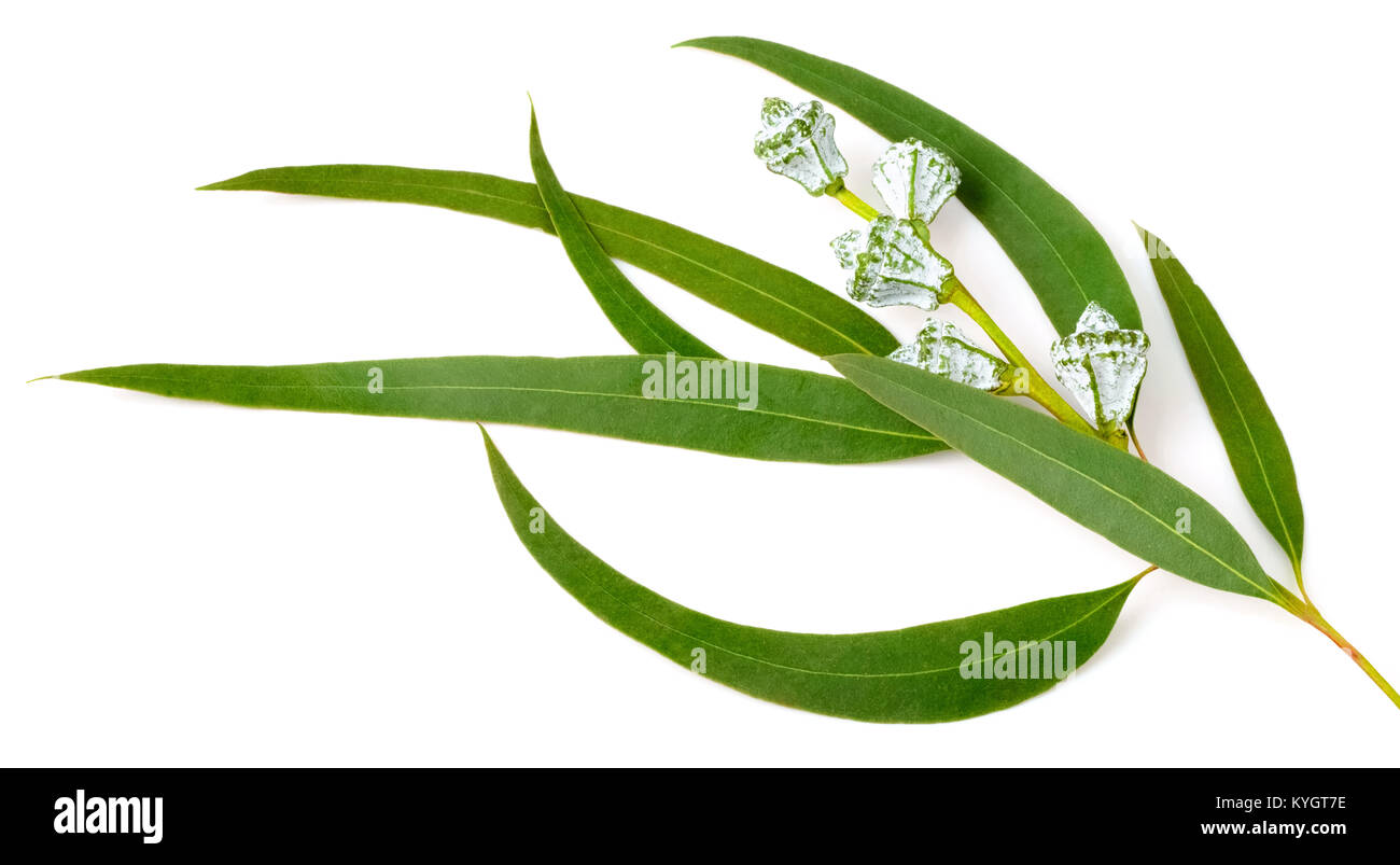 fresh eucalyptus leaves and fruits isolated on white Stock Photo Alamy