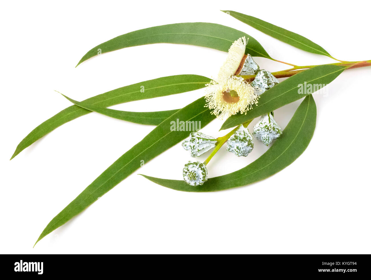 fresh eucalyptus leaves and flowers isolated on white Stock Photo