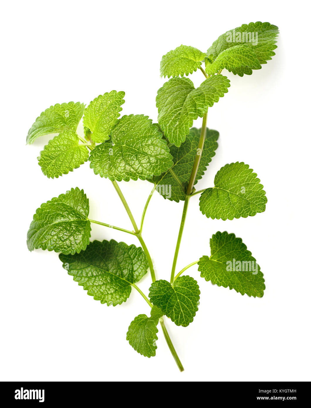 fresh lemon balm leaves isolated on white Stock Photo Alamy
