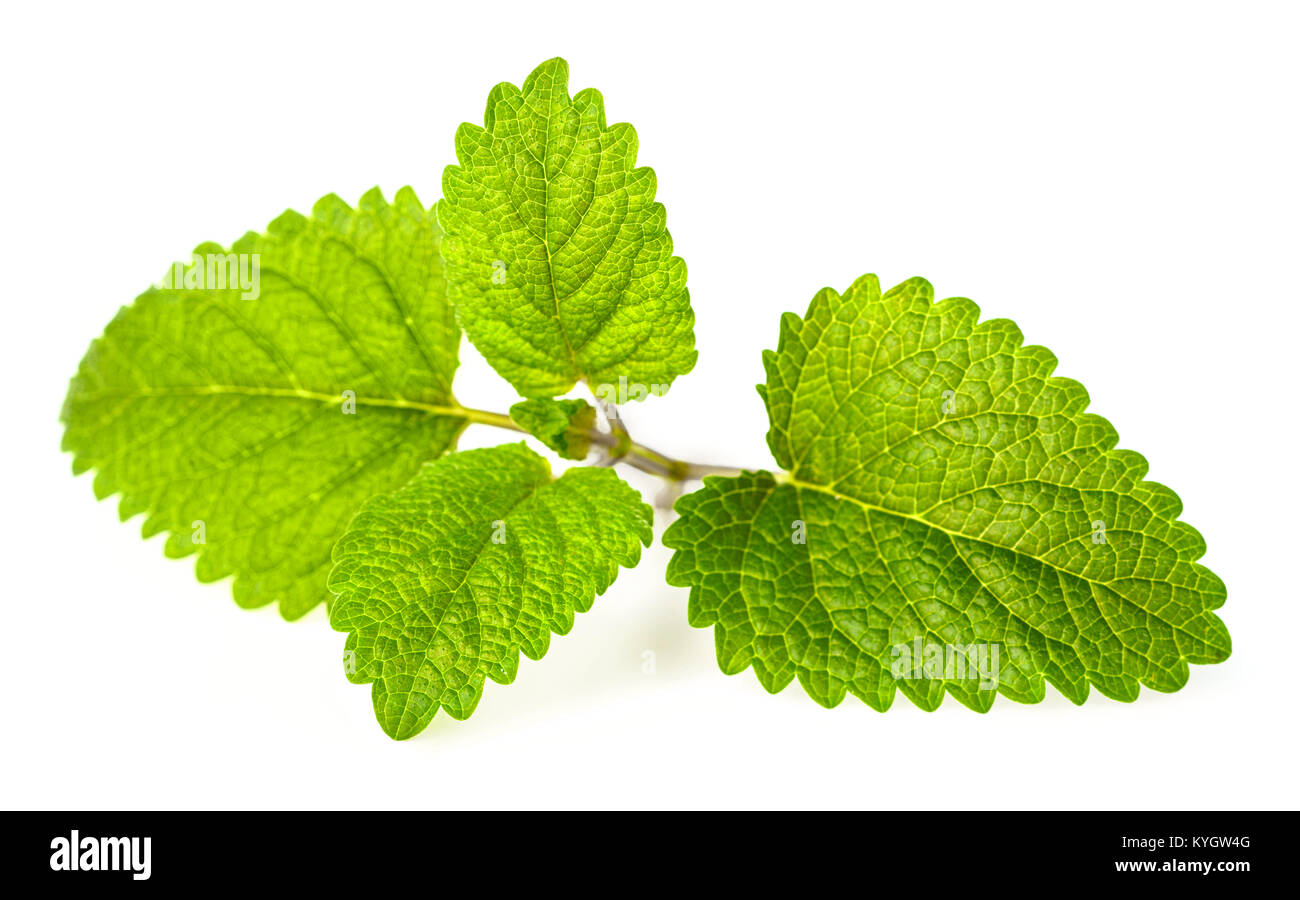 fresh lemon balm leaves isolated on white Stock Photo Alamy